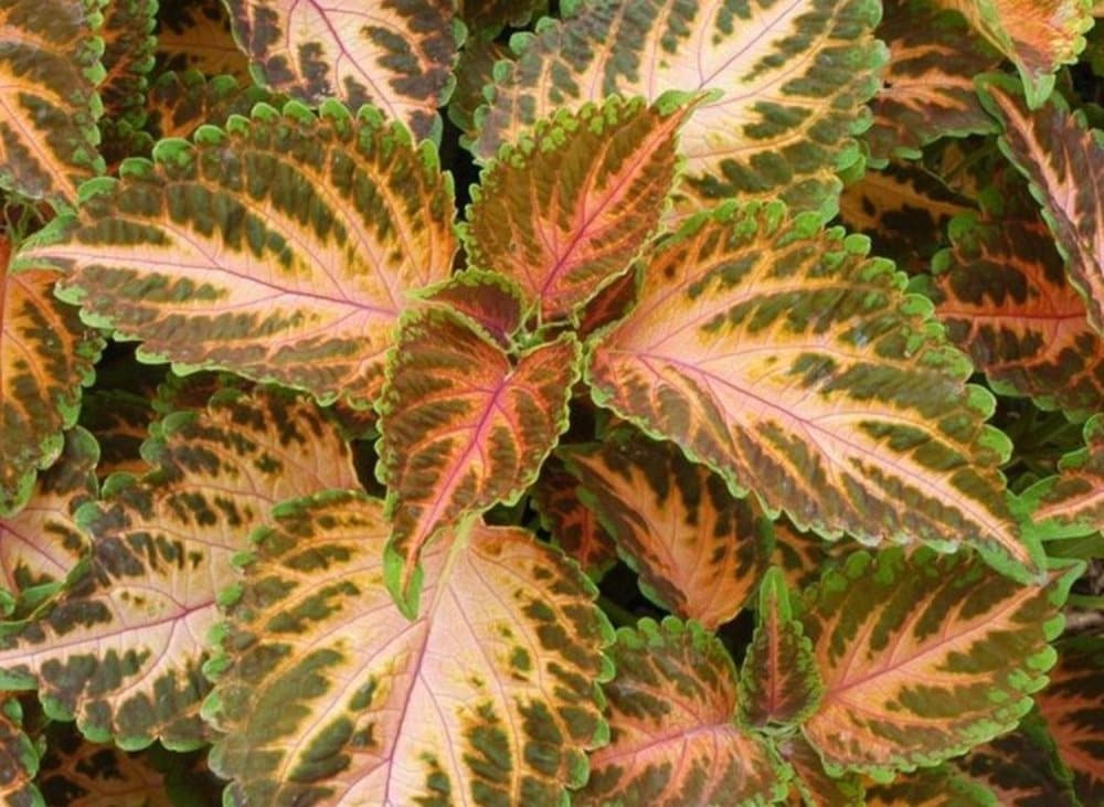 Palettblad Wizard Coral Sunrise 5 st frön