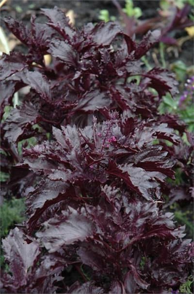 Basilika Purple Ruffles 5 st frön