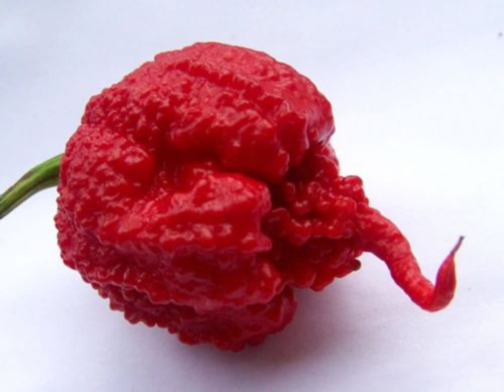 Chili ´Carolina Reaper´ 5 st frön Världens starkaste chili!