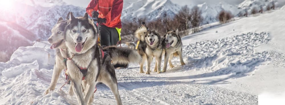 Vinteräventyr hundspann
