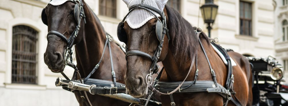 Häst- & picknickdag för två