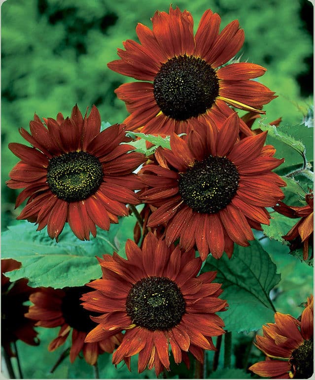 Solros ´Velvet Queen´ 5 st frön
