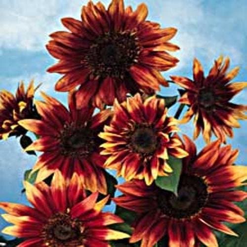 Solros Indian Blanket 3 st frön