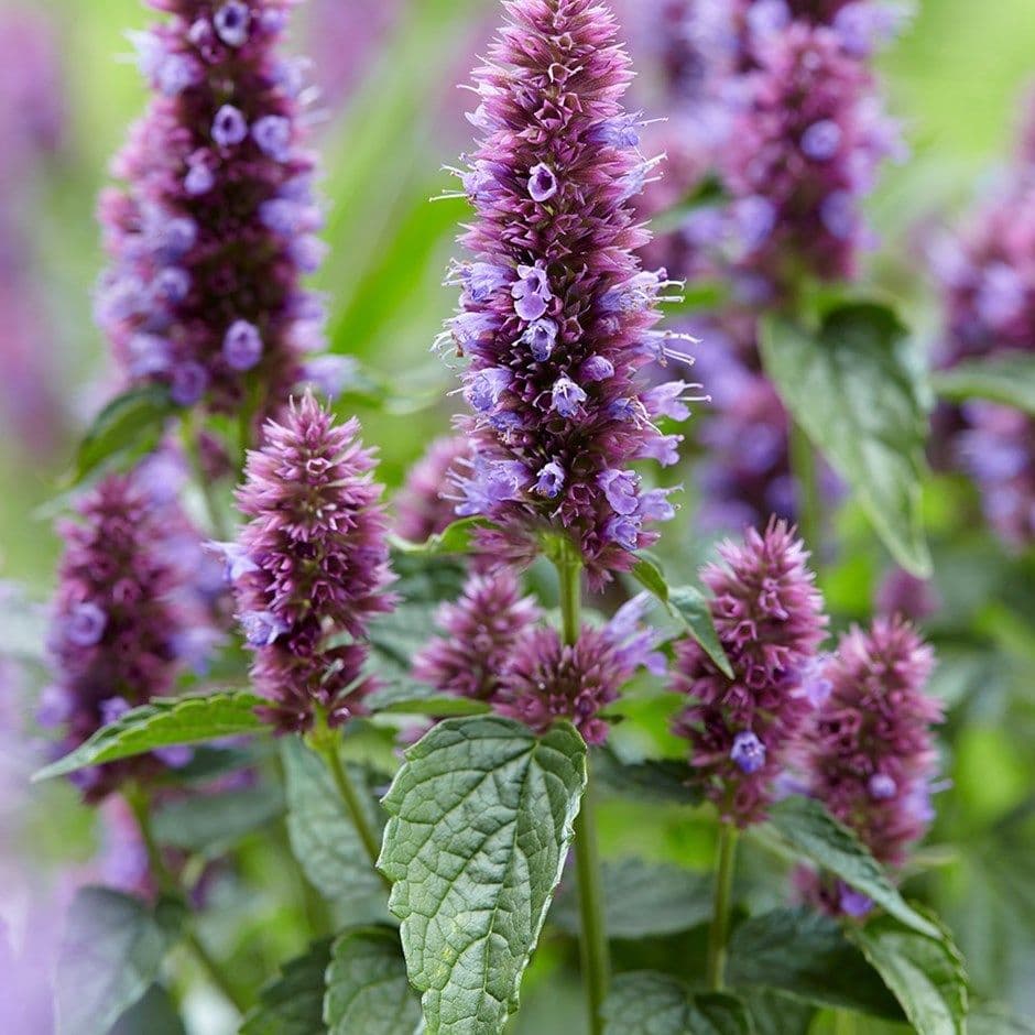 Mexikansk Kolibrimynta/Anisisop ´Lavender Blue´ 5 st frön (perenn)