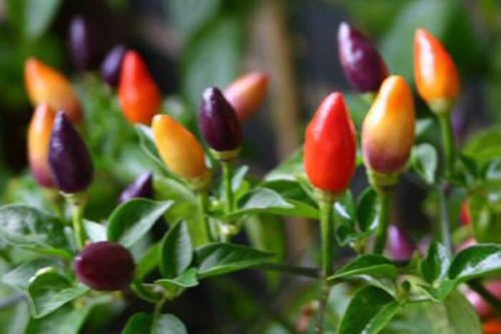 Chili Bolivian Rainbow 2 st frön