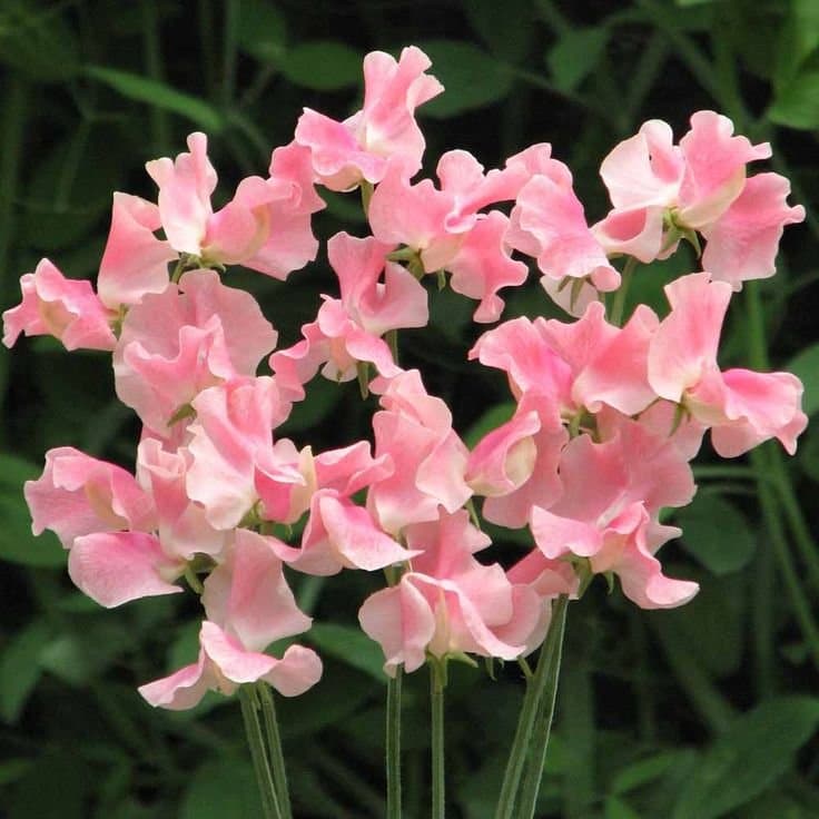Luktärt ´Alan Titchmarsh´ 3 st frön