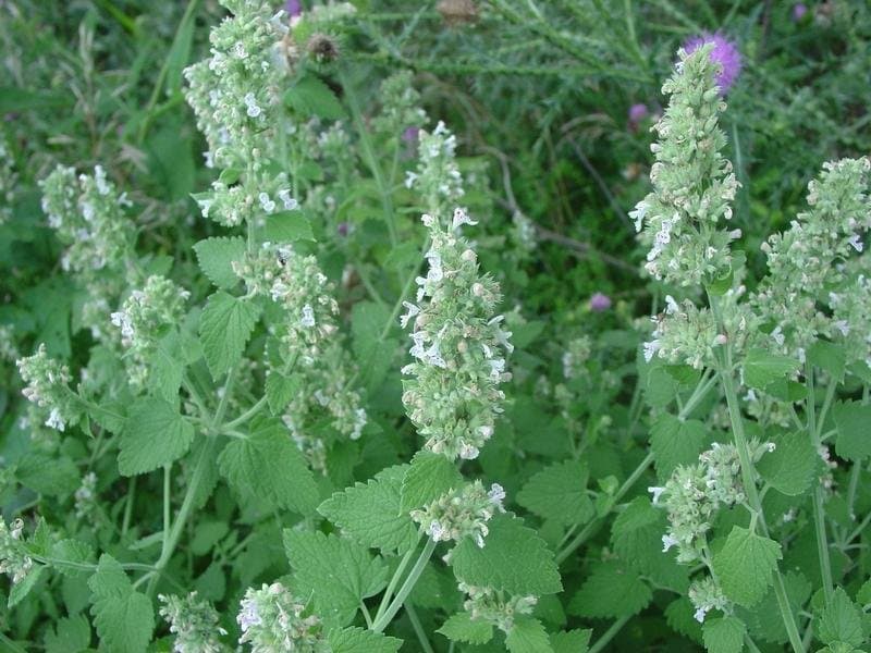 Kattmynta/Cat Nip Vit 20 st frön