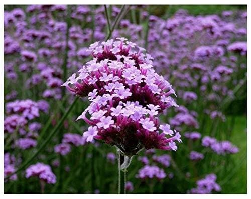 Jätteverbena Verbena Bonariensis 10 st frön