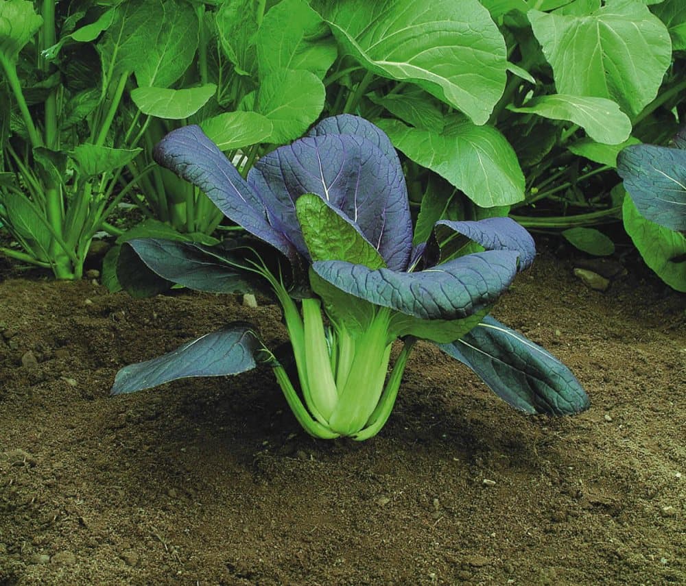 Kål Pak Choi Röd 10 st frön