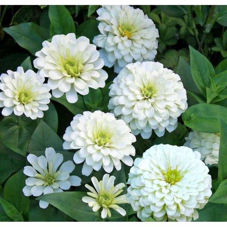 Zinnia ´Polar Bear´ 50 st frön