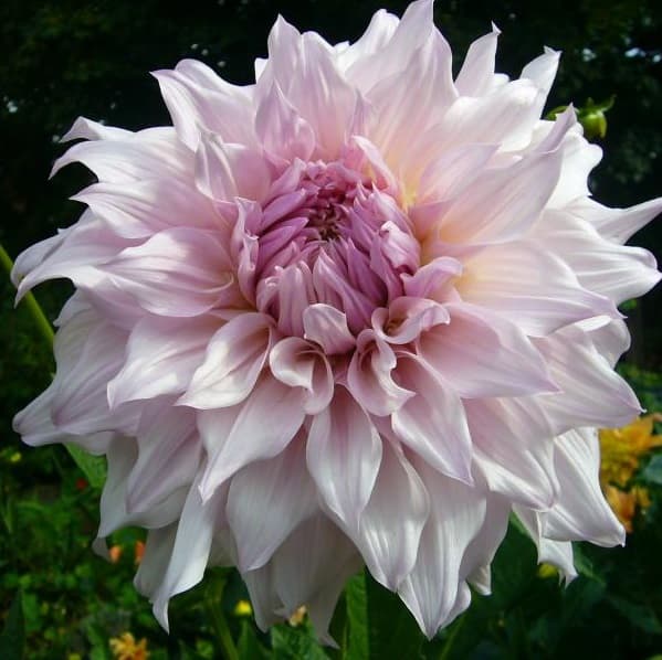 Dahlia 'Shillo Noelle' 1st