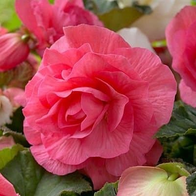 Begonia 'Non Stop Roze' 3st