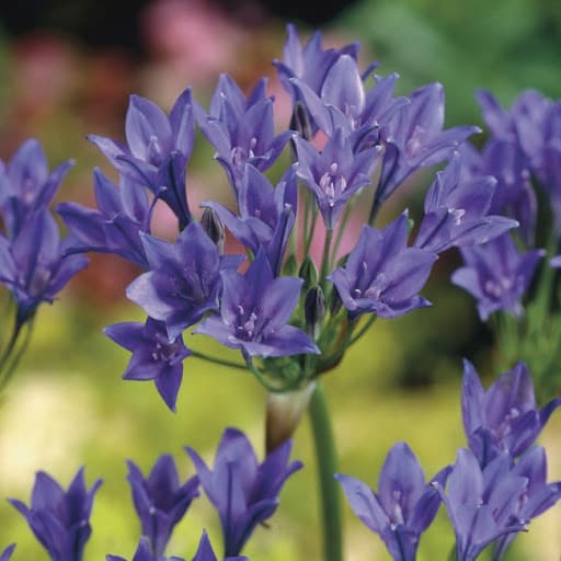 Blå bukettlilja 'Koningin Fabiola' 15st
