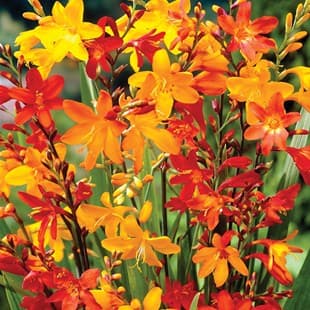 Montbretia 'Mixed' 15st