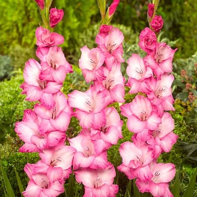 Gladiolus 'Fado' 7st