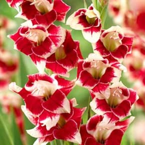 Gladiolus 'Belinda' 7st
