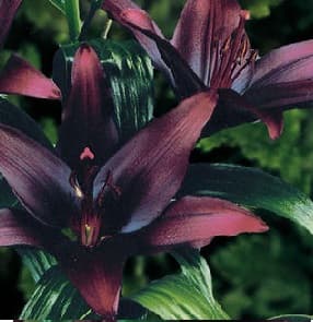 Asiatisk lilja 'Landini' 1st