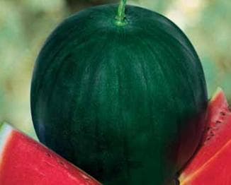 Vattenmelon ´Sugar Baby´ 5 st frön