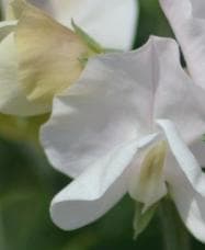 Luktärt ´Cupid White´ 3 st frön