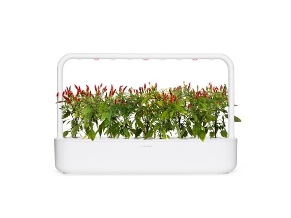 Click & Grow PIRI PIRI CHILI, Syötävä kasvi, Chili, Täyttöpakkaus, Kasvaa hitaasti (8–12 viikkoa), 7 - 21 päivää, 5 kuukautta