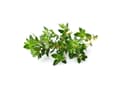 Pikkukuva 2 / 3: Click And Grow Click&Grow Kapsułki z nasionami Smart Soil Tymianek 3pak