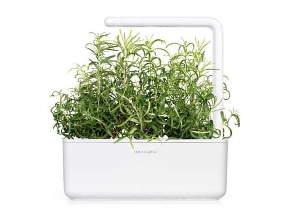 Click & Grow SGR51x3, Syötävä kasvi, Täyttöpakkaus, Kasvaa nopeasti (3–5 viikkoa), 14 - 21 päivää, 18 - 30 °C, 3 kpl