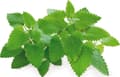 Pikkukuva 5 / 5: Click &amp; Grow siemenet smart pottiin - kissanminttu, 3 kpl.