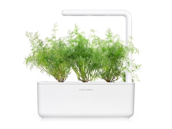 Click & Grow SGR49x3, Syötävä kasvi, Tilli, Täyttöpakkaus, Kasvaa nopeasti (3–5 viikkoa), 7 - 14 päivää, 1 - 2 kuukautta