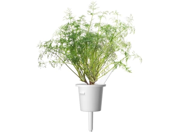Click & Grow SGR49x3, Syötävä kasvi, Tilli, Täyttöpakkaus, Kasvaa nopeasti (3–5 viikkoa), 7 - 14 päivää, 1 - 2 kuukautta