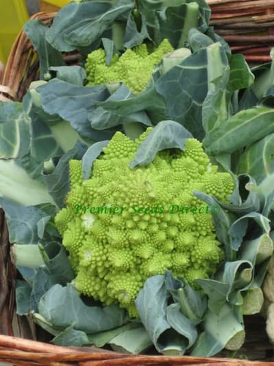 Romanesco 10 st frön (ekologisk)