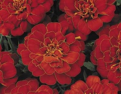 Tagetes ´Durango Red´ 3 st frön