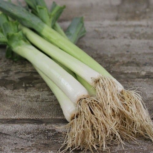 STORPACK Purjolök Bulgarian Giant 20 gram (ca 7000 st frön)