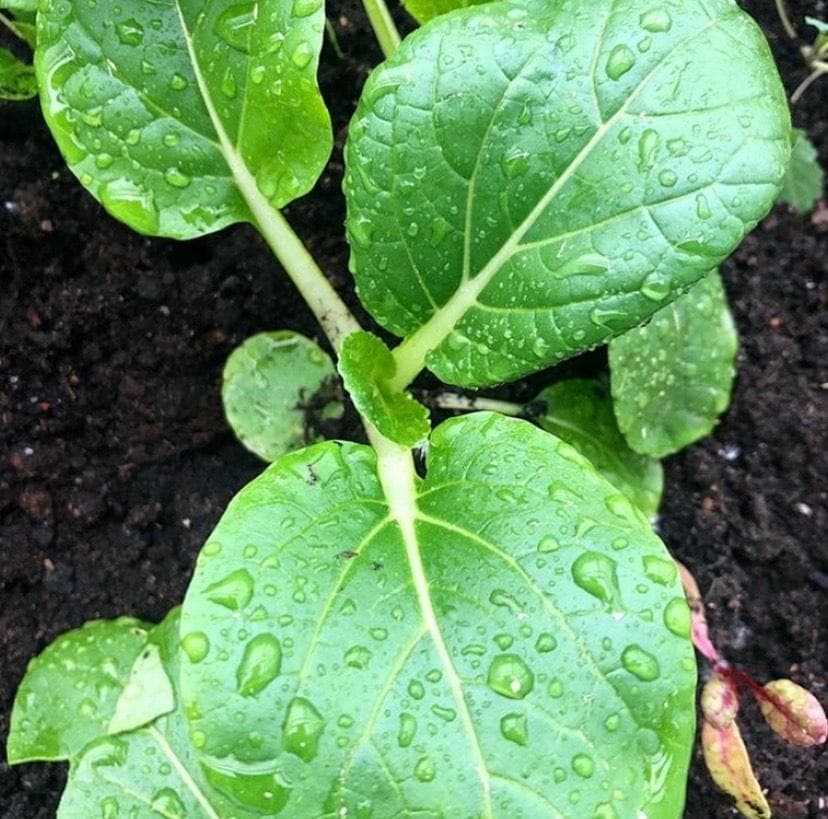 STORPACK Kål Pak Choi 20 gram (ca 6000 st) frön