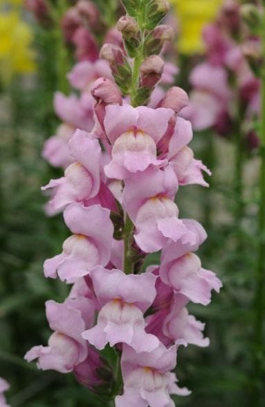 Lejongap ´Potomac Lavender´ 5 st frön