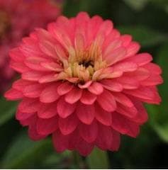 Marylandzinnia ´Zahara Double Salmon´ 5 st frön