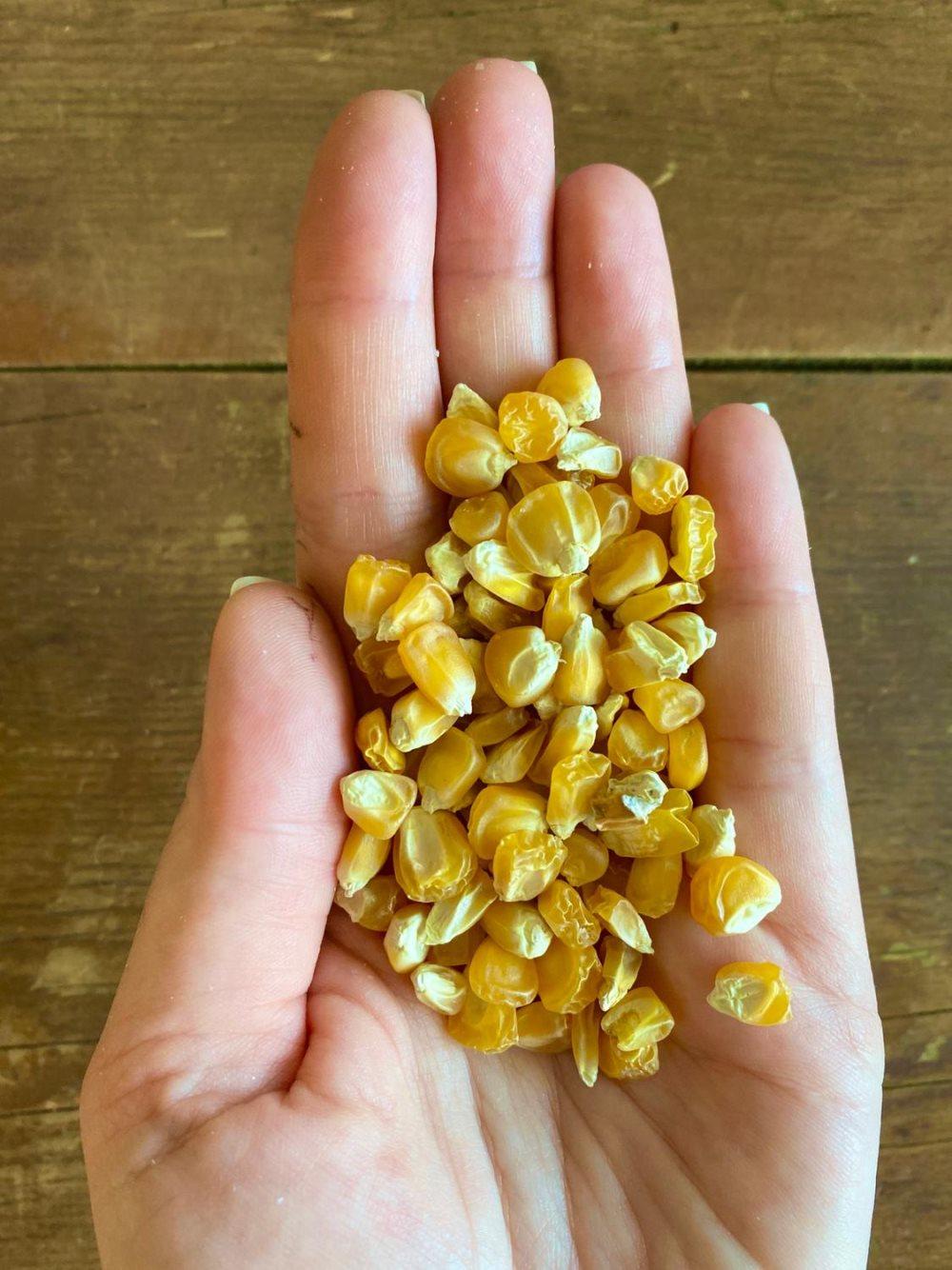 STORPACK Sockermajs ´Golden Bantam´ 100 gram frön