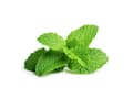 Miniatyrbild 3 av 5: EMSA Click & Grow, Pepparmynta