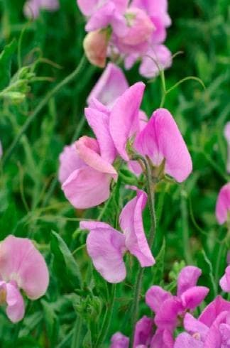 Luktärt ´Mammoth Lavender´ 5 st frön
