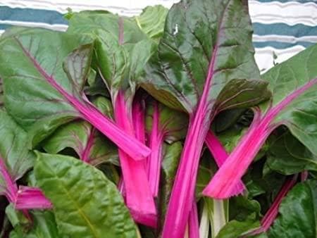 STORPACK Mangold ´Magenta Sunset´ 20 gram frön