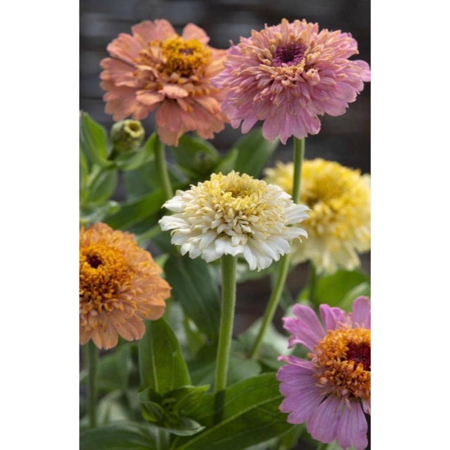 Zinnia ´Cresto! Peaches & Cream´ 50 st frön