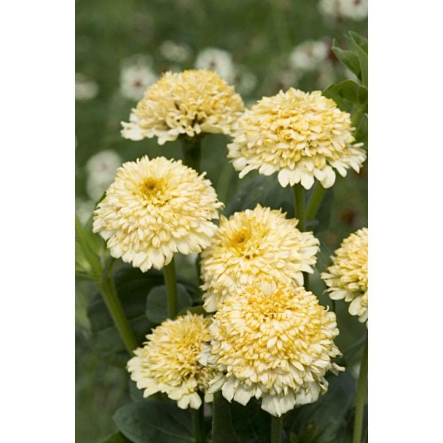Zinnia ´Cresto! Cream´ 10 st frön