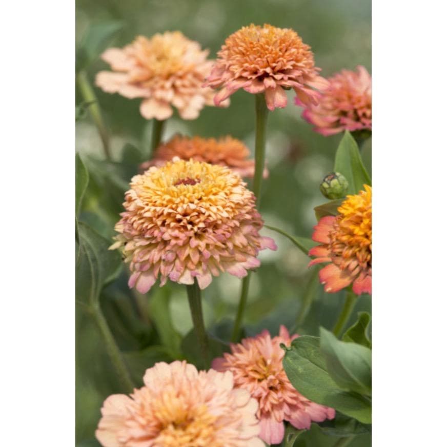 Zinnia ´Cresto! Peachy Pink´ 20 st frön