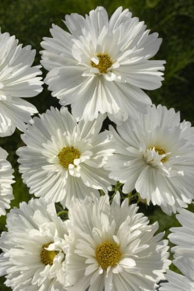 Rosenskära ´Fizzy White´ 50 st frön