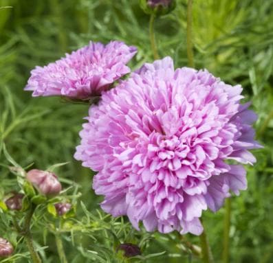 Rosenskära ´Double Dutch Rose´ 50 st frön