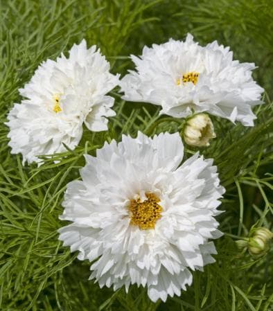 Rosenskära ´Double Dutch White´ 20 st frön