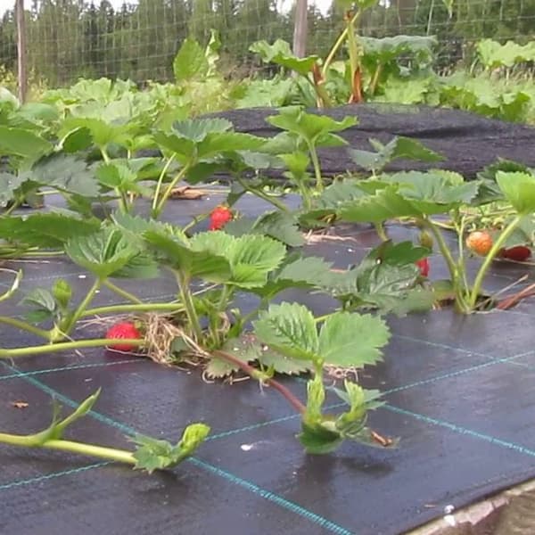 Plantfolie 10 x 1,5m