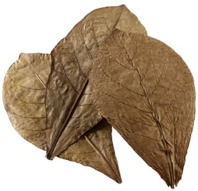 Hobby Nano Catappa Leaves