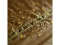 Miniatyrbilde 3 av 5: AMAZONAS Adventure Ultra-Light Tarp, Tarp, Brun, Nylon, 3400 mm, 1680 mm, 308 g