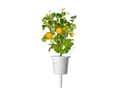 Pikkukuva 3 / 5: Click & Grow SGR57x3, Syötävä kasvi, Minitomaatti, Aloituspakkaus, 3 kpl, Laatikko