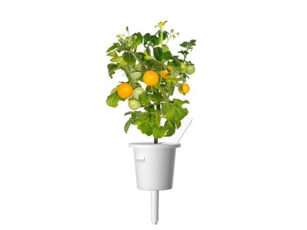 Click & Grow SGR57x3, Syötävä kasvi, Minitomaatti, Aloituspakkaus, 3 kpl, Laatikko